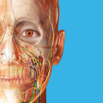 Human Anatomy Atlas 2026 (Мод, Unlocked)