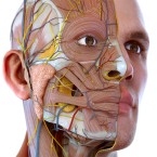 Visual Anatomy 3D - Human body (Мод, Unlocked)