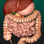 Internal Organs in 3D Anatomy (Мод, Premium Unlocked)